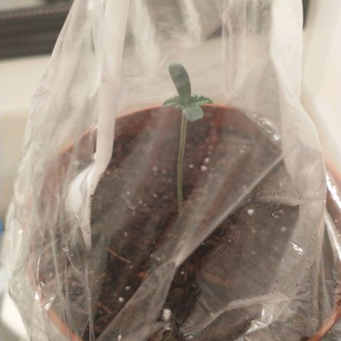 A primogênita  growlog photo: She's doing fine 