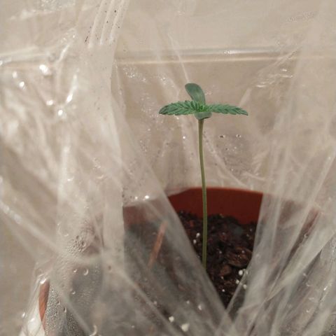 A primogênita  growlog photo: 9 days since in soil
3 inches tall
2 sets of leaves