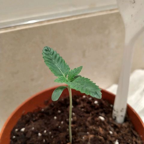 A primogênita  growlog timeline photo