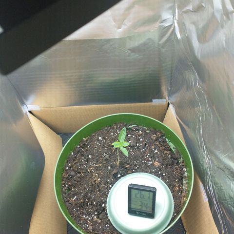 A primogênita  growlog photo: Almost killed her while repotting. It might have been anything from being to small to low humidity. I made this dome to make it a little less harsh for her and it's working
Not the ideal humidity but my place is like 15% so better than nothing 