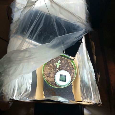 A primogênita  growlog photo: She seems to be recovering well 