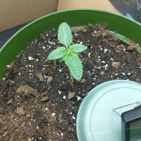 A primogênita  growlog photo: She seems to be recovering well 