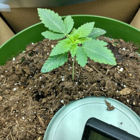 A primogênita  growlog timeline photo