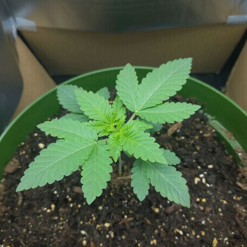 A primogênita  growlog timeline photo