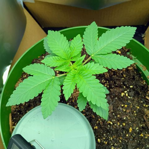 A primogênita  growlog timeline photo