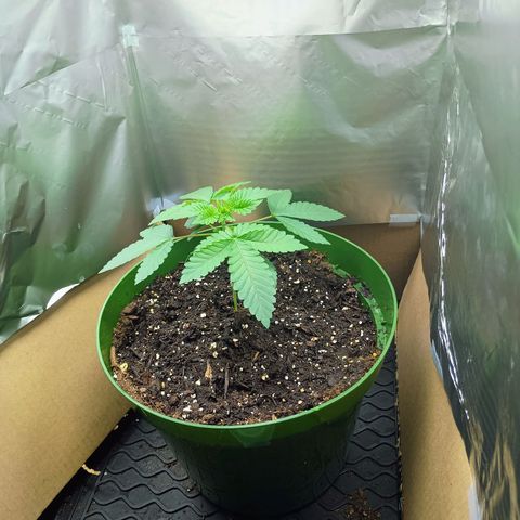 A primogênita  growlog timeline photo