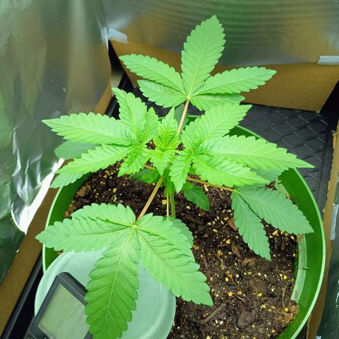 A primogênita  growlog timeline photo