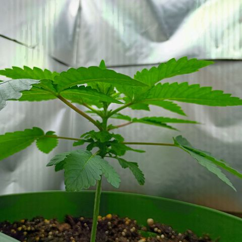 A primogênita  growlog timeline photo
