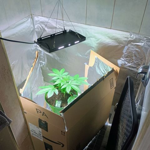 A primogênita  growlog photo: Moved her to the shower so she has more space