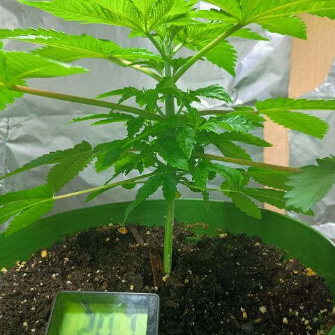 A primogênita  growlog photo: Moved her to the shower so she has more space