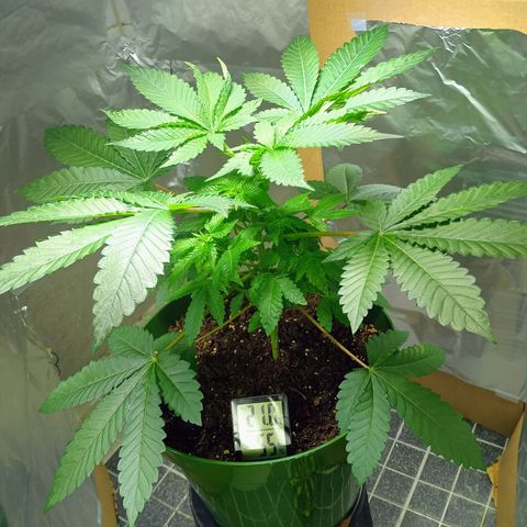 A primogênita  growlog timeline photo