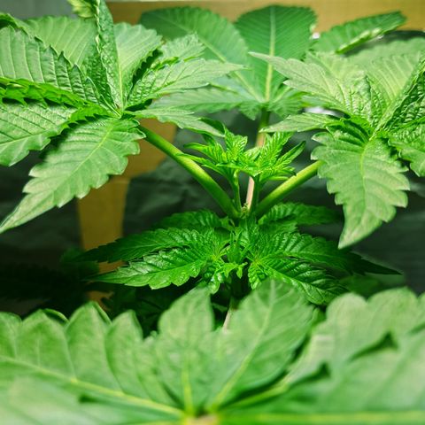 A primogênita  growlog timeline photo