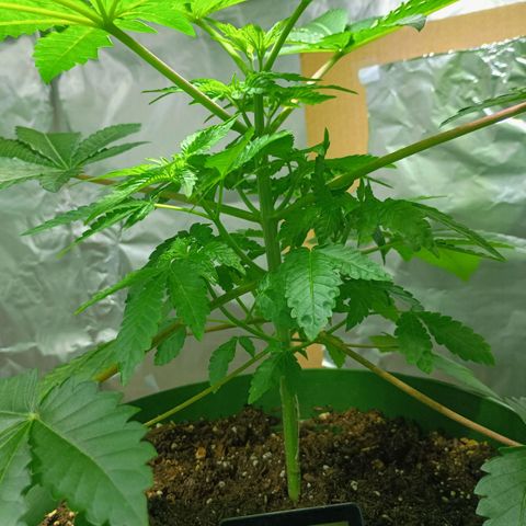 A primogênita  growlog timeline photo