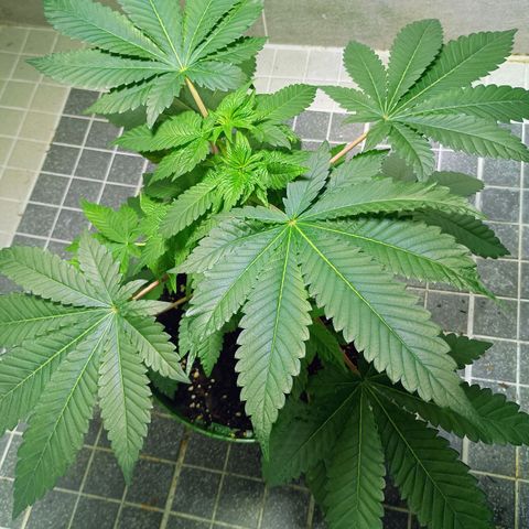 A primogênita  growlog timeline photo