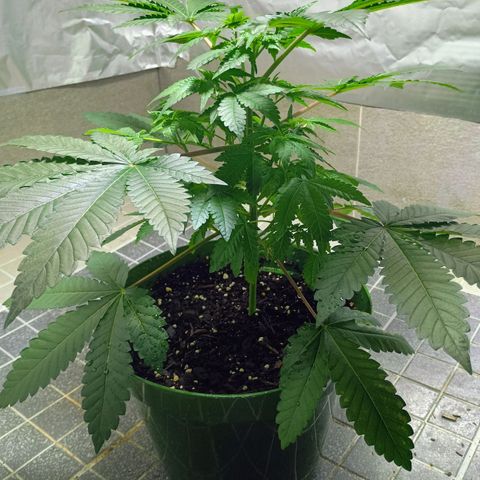 A primogênita  growlog timeline photo