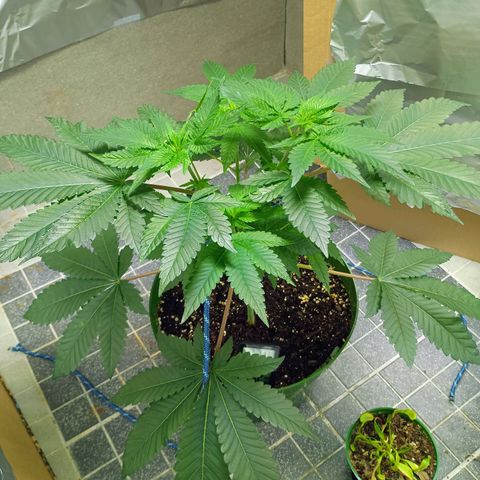 A primogênita  growlog timeline photo