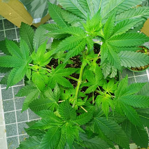 A primogênita  growlog timeline photo