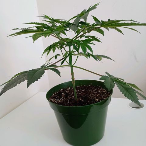 A primogênita  growlog timeline photo