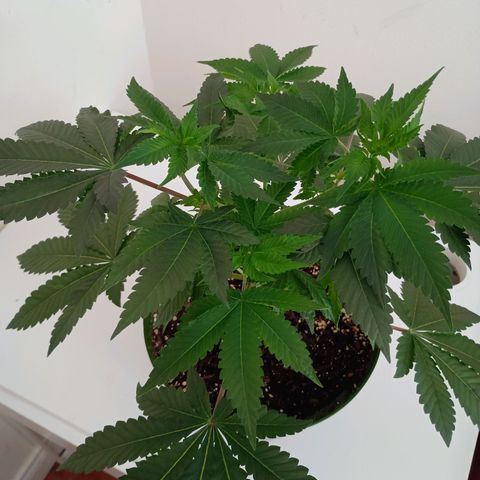 A primogênita  growlog timeline photo