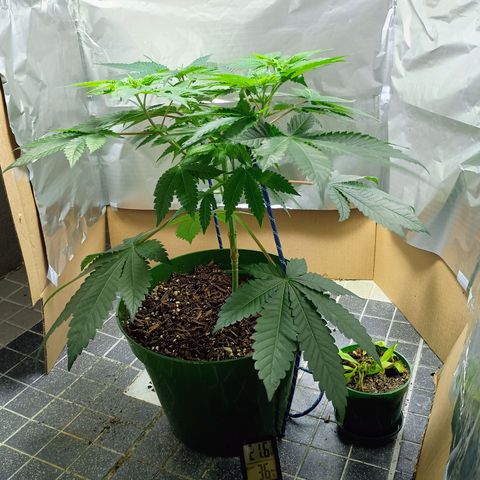 A primogênita  growlog timeline photo