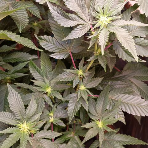 A primogênita  growlog timeline photo
