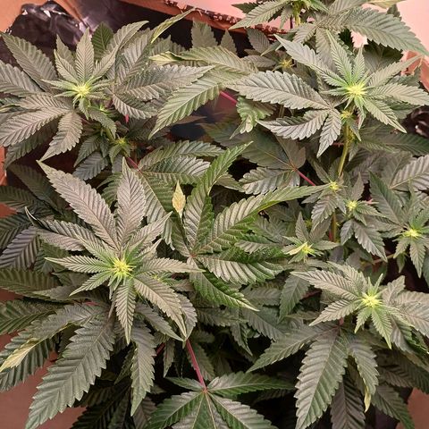 A primogênita  growlog timeline photo