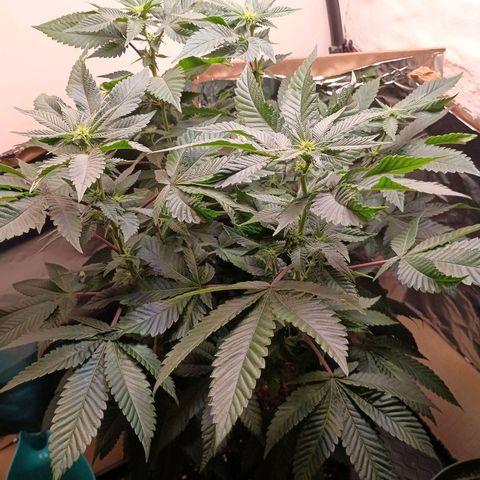A primogênita  growlog timeline photo