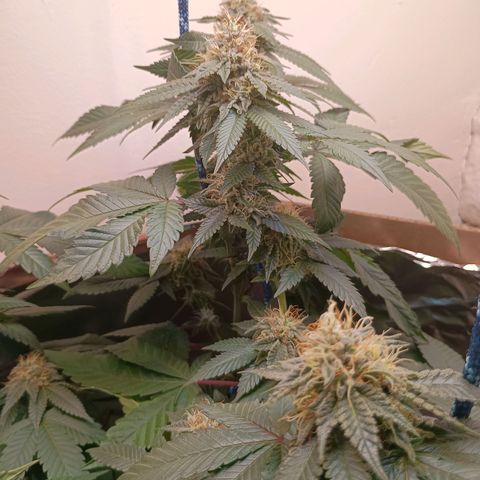 A primogênita  growlog photo: According to the seed bank, I'm supposed to be harvesting it in 2 weeks.
