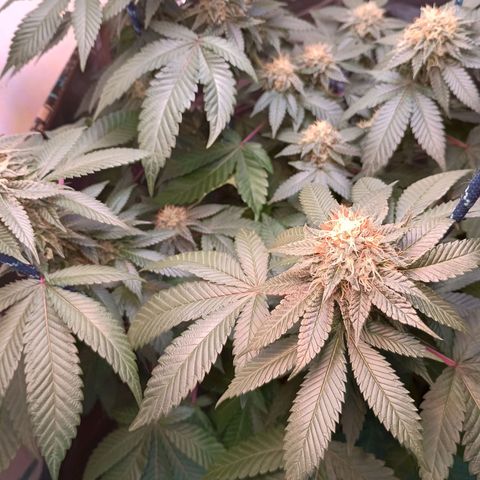 A primogênita  growlog photo: According to the seed bank, I'm supposed to be harvesting it in 2 weeks.