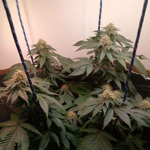A primogênita  growlog photo: According to the seed bank, I'm supposed to be harvesting it in 2 weeks.