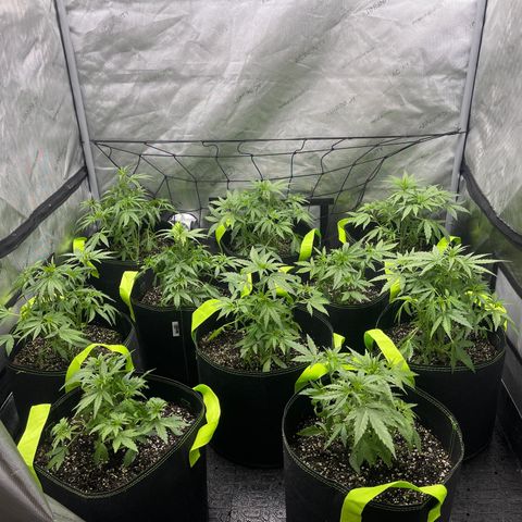 Titan F1 Hybrid growlog photo: After Defoliation 