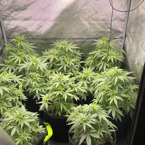 Titan F1 Hybrid growlog timeline photo
