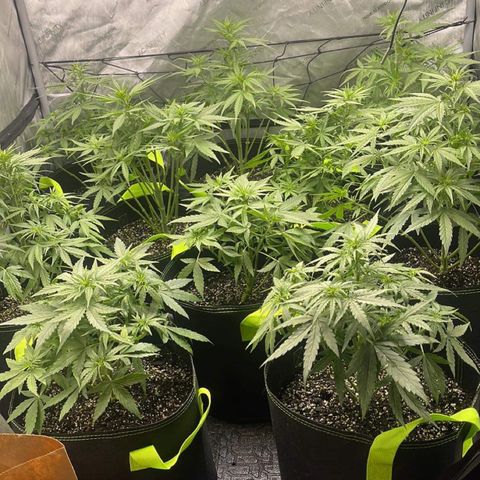 Titan F1 Hybrid growlog photo: Lollipopping 