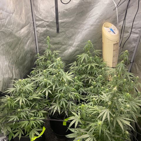Titan F1 Hybrid growlog photo: Day 38