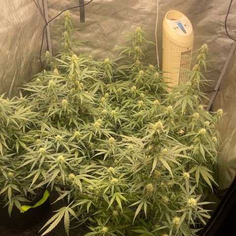 Titan F1 Hybrid growlog timeline photo