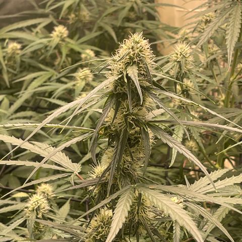 Titan F1 Hybrid growlog timeline photo