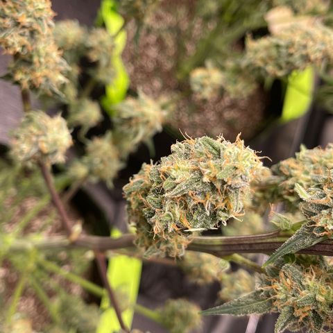 Titan F1 Hybrid growlog photo: Harvest