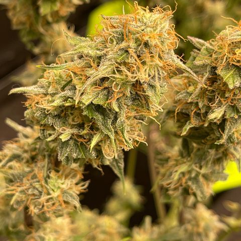 Titan F1 Hybrid growlog photo: Harvest