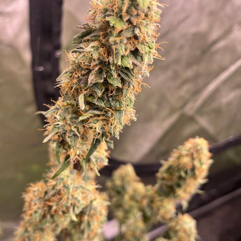Titan F1 Hybrid growlog photo: Harvest