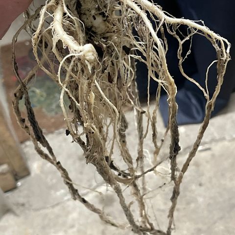Titan F1 Hybrid growlog photo: Harvest