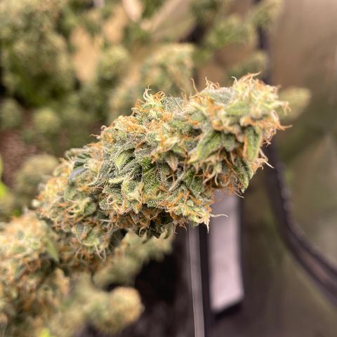 Titan F1 Hybrid growlog photo: Harvest