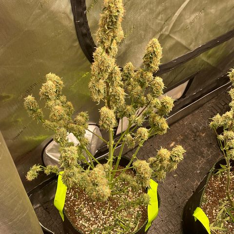 Titan F1 Hybrid growlog photo: Harvest