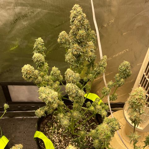 Titan F1 Hybrid growlog photo: Harvest