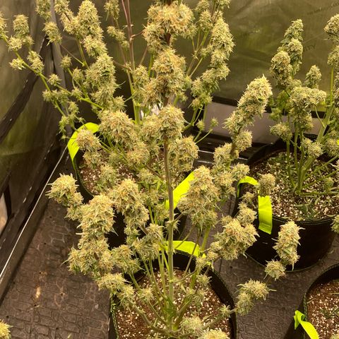 Titan F1 Hybrid growlog photo: Harvest
