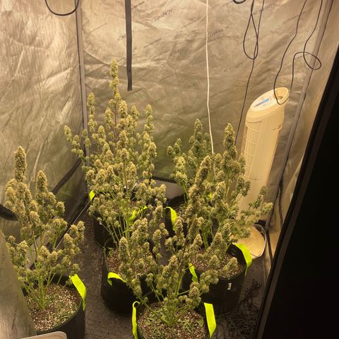 Titan F1 Hybrid growlog photo: Harvest