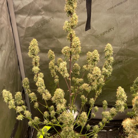 Titan F1 Hybrid growlog photo: Harvest
