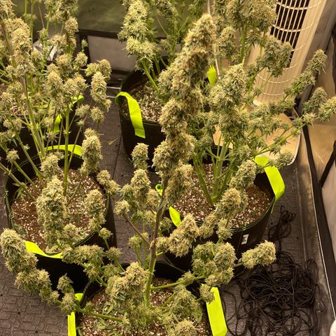 Titan F1 Hybrid growlog photo: Harvest