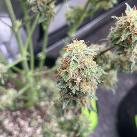 Titan F1 Hybrid growlog photo: Harvest