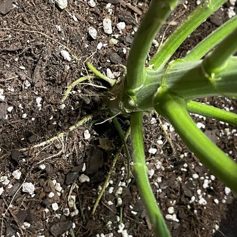 Titan F1 Hybrid growlog photo: Harvest