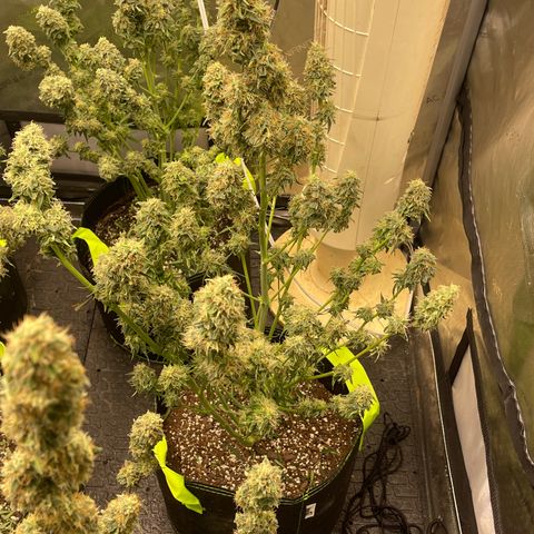 Titan F1 Hybrid growlog photo: Harvest